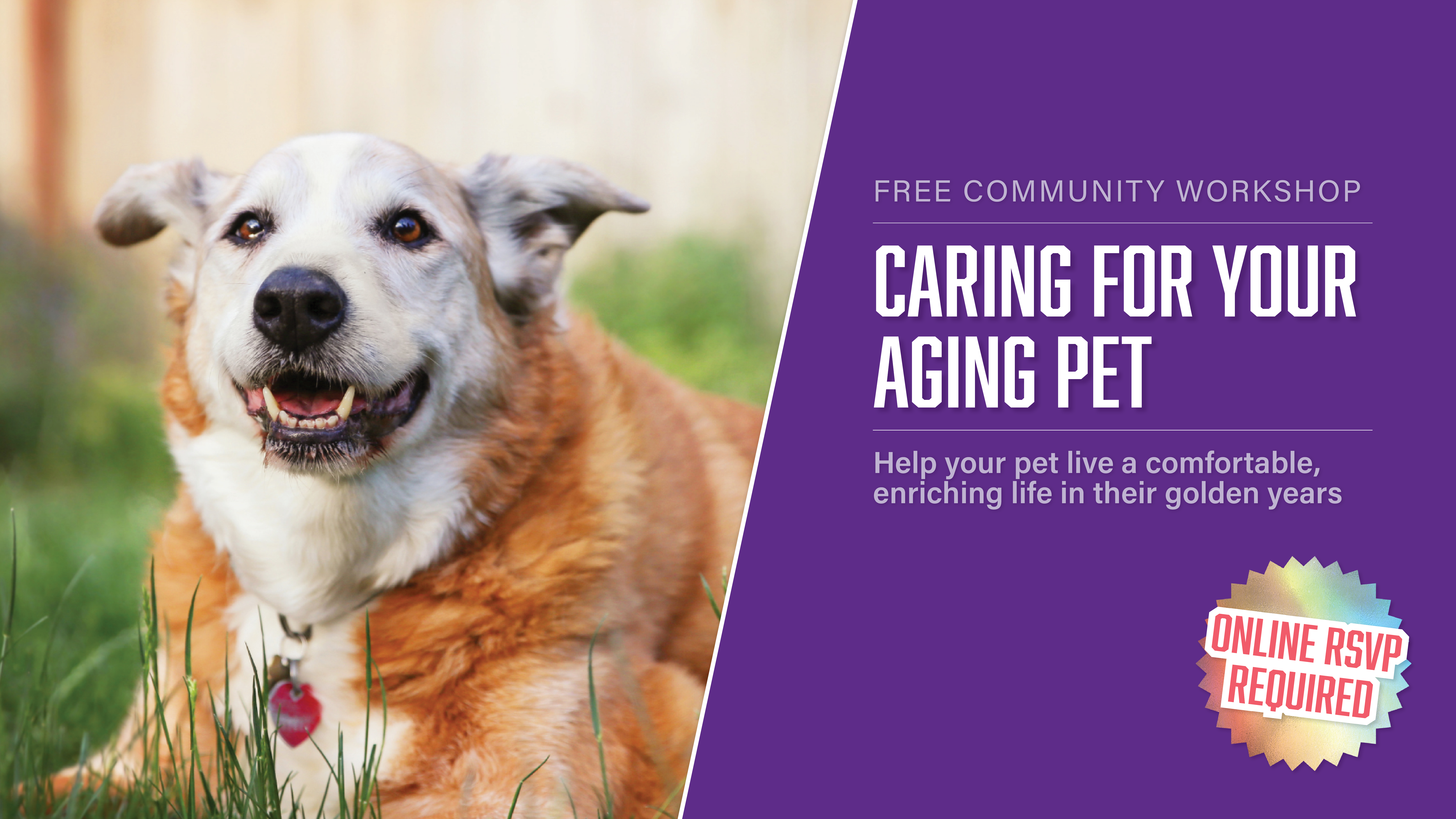 Caring For Your Aging Pet